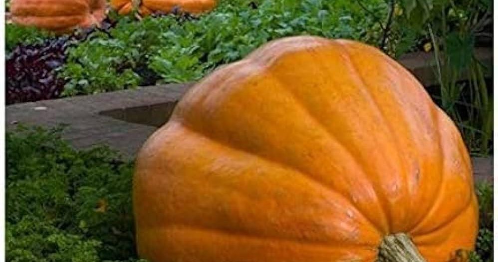 La Crescita Esplosiva dello Squash a Livello Globale