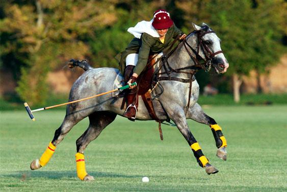 Polo: Regole Base e Strategie di Gioco