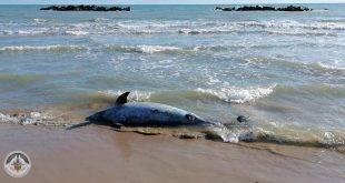 Il Pescara: delfini abruzzesi tra Serie A e ripartenze