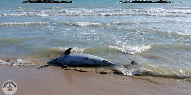 Il Pescara: delfini abruzzesi tra Serie A e ripartenze